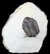 Phacops Araw Trilobite - Excellent Specimen #54398-1